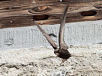 Martinet en vol
