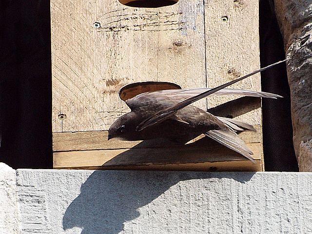 Martinet noir, apus apus