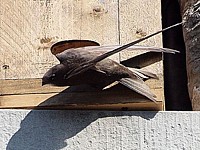 Martinet noir, apus apus