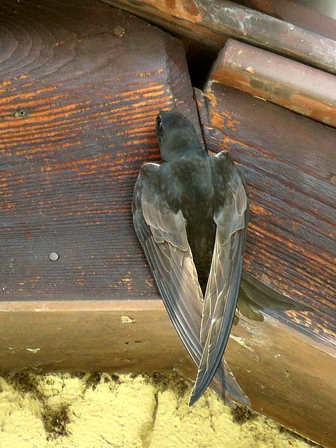 Martinet devant un niche
