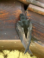 Martinet, apus apus