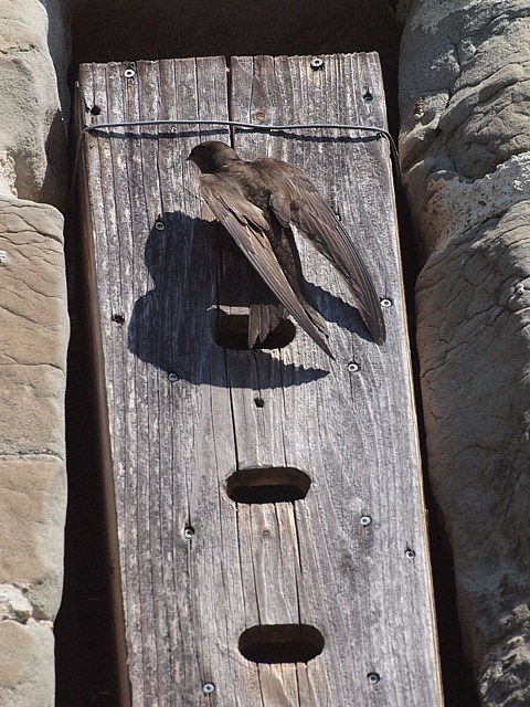 Martinet entrant au nichoir