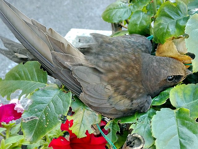 Martinet noir au sol