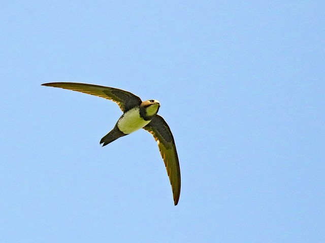 Martinet  ventre blanc, apus melba