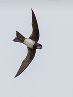 Martinet à ventre blan