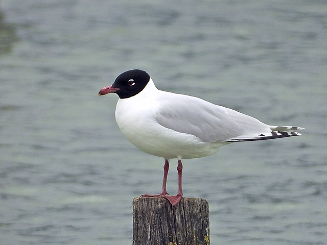 Mouette mélanocéphale, Larus melanocephalus