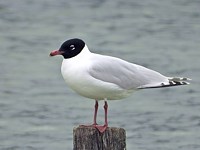 Mouette mélanocéphale, larus melanocephalus