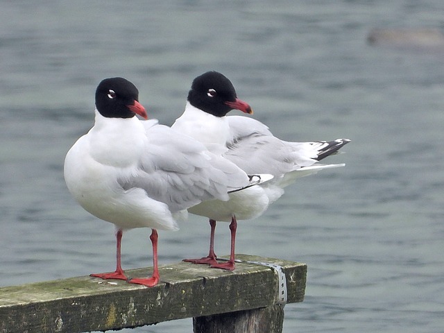 Mouettes mélanocéphales