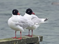Mouettes mélanocéphales, larus melanocephalus