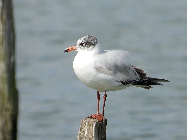 Mouette mlanocphale sur l'eau