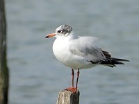 Mouette mélanocéphale au repos