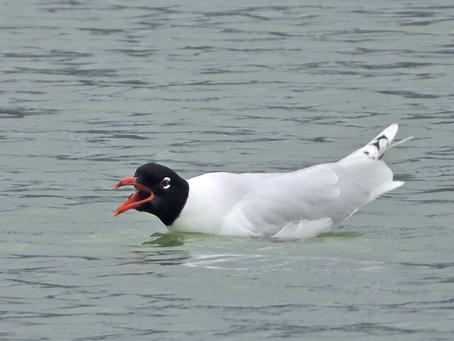 Mouette mlanocphale sur l'eau