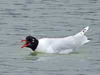 Mouette mélanocéphale sur l'eau