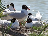 Mouette mélanocéphale au nid