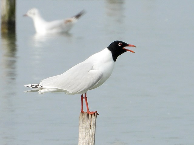 Mouettes mlanocphales au nid