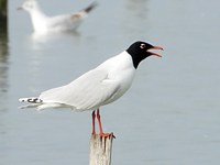 Mouette mélanocéphale