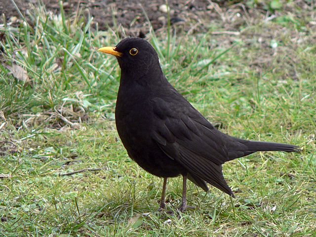 Merle noir, turdus merula