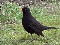Merle noir, turdus merula