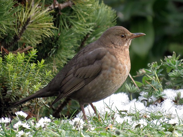 Merlette, turdus merula