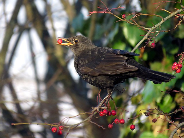 Merle noir mangeant des baies