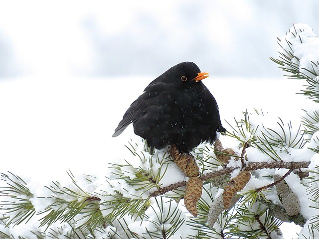 Merle noir dans la neige