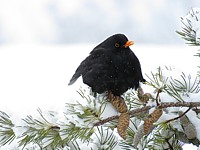 Merle en hiver