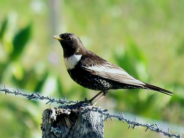 Merle  plastron, turdus torquatus