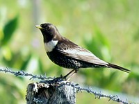 Merle à plastron, turdus torquatus