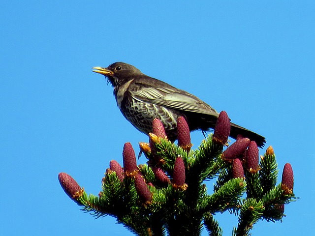 Merle  plastron, turdus torquatus
