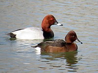 Milouin avec femelle nyroca