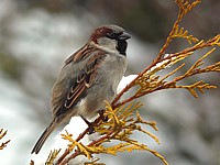 Moineau domestique, passer domesticus