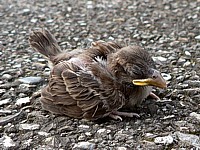 Jeune moineau