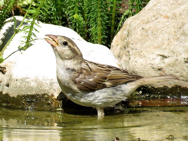 Femelle moineau domestique