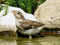 Femelle moineau