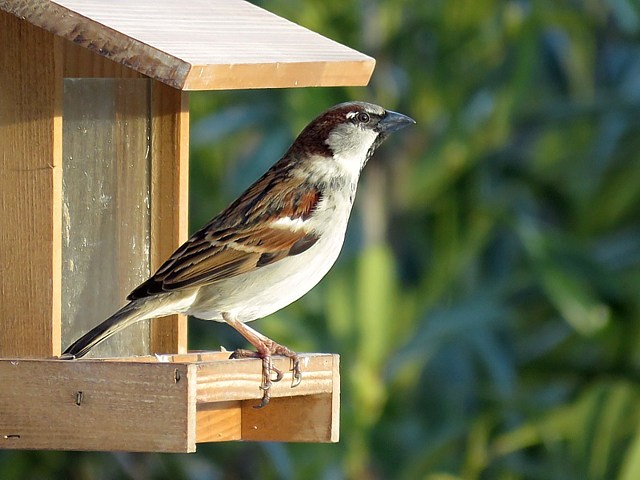 Moineau domestique  la mangeoire