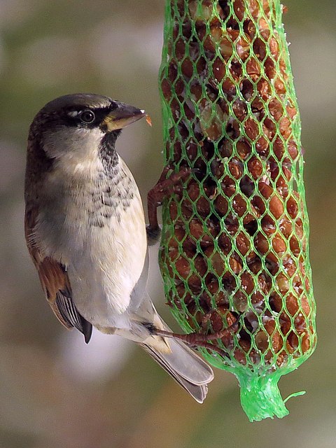moineau domestique, passer domesticus
