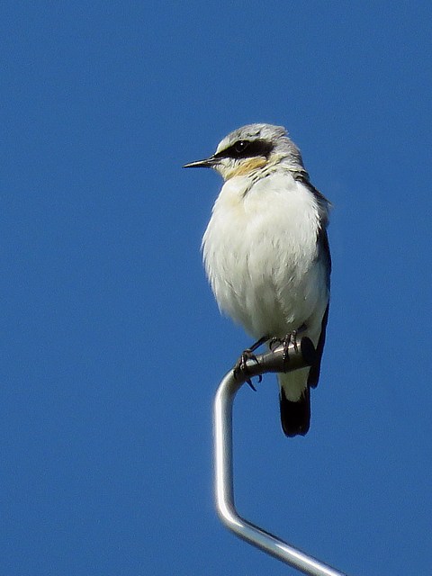 Traquet motteux, oenanthe oenanthe