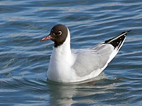 Mouette rieuse, larus ridibundus