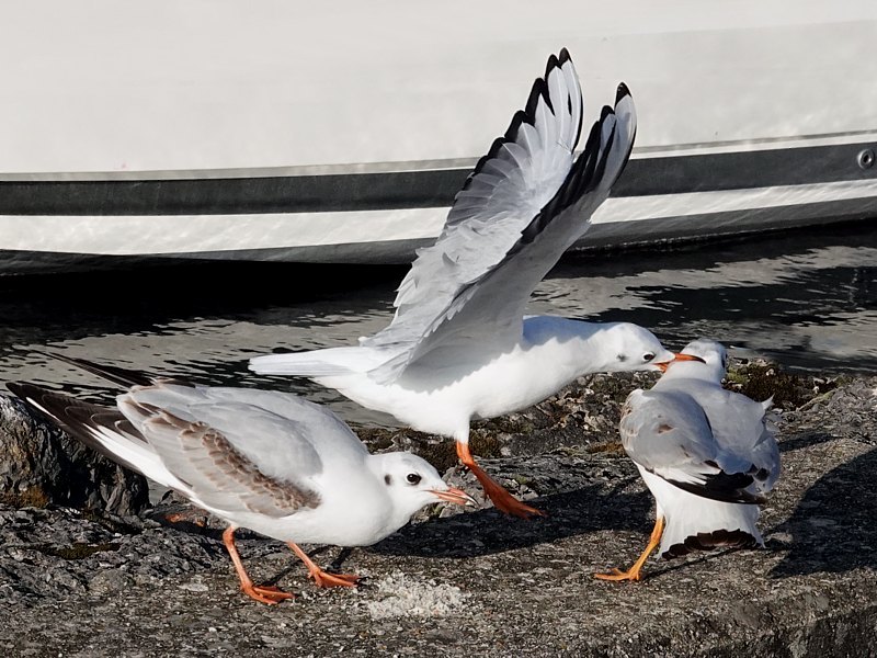 Mouettes rieuses mangeant des miettes