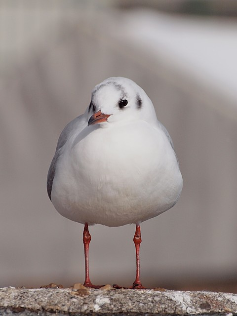 Mouette au plumage d'hiver, larus ridibundus