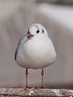 Mouette, tenue d'hiver