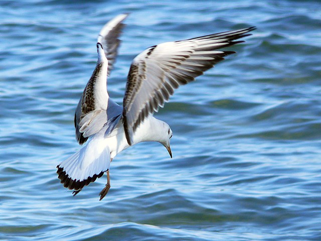 Mouette rieuse, juvénile