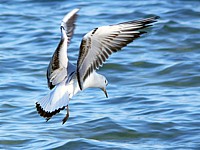 Mouette en vol