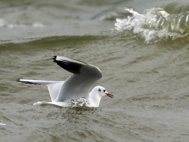 Mouette rieuse dans les vagues