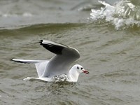 Mouette cherchant nourriture