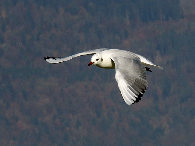 Mouette rieuse en vol