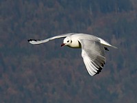 mouette en vol surplace