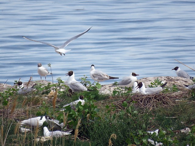 Mouettes rieuses à Vaumarcus