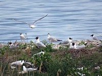 colonie de mouettes