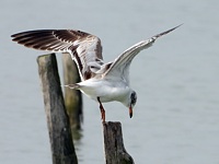mouette juvénile